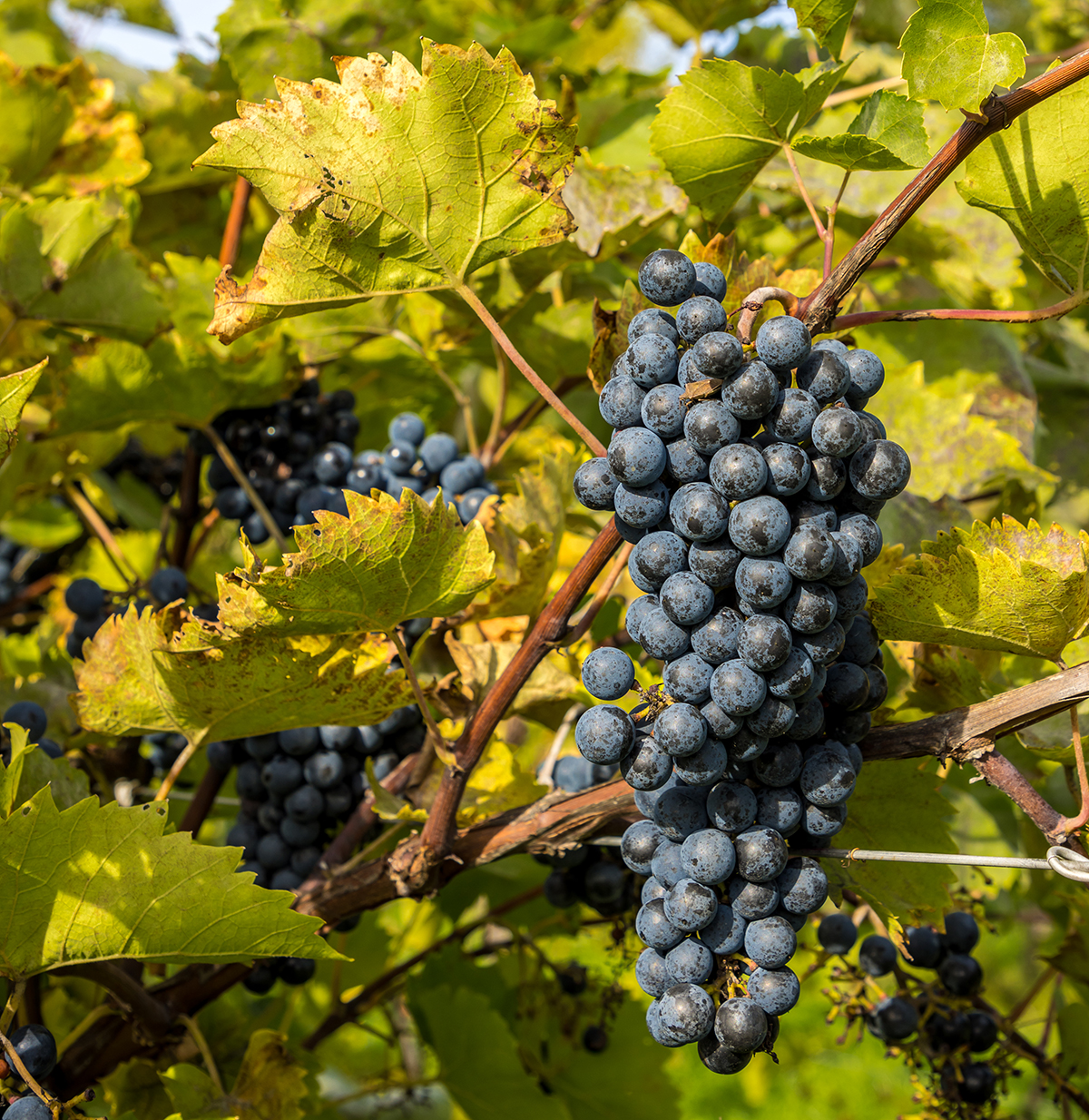 grapes at thorpe vineyard